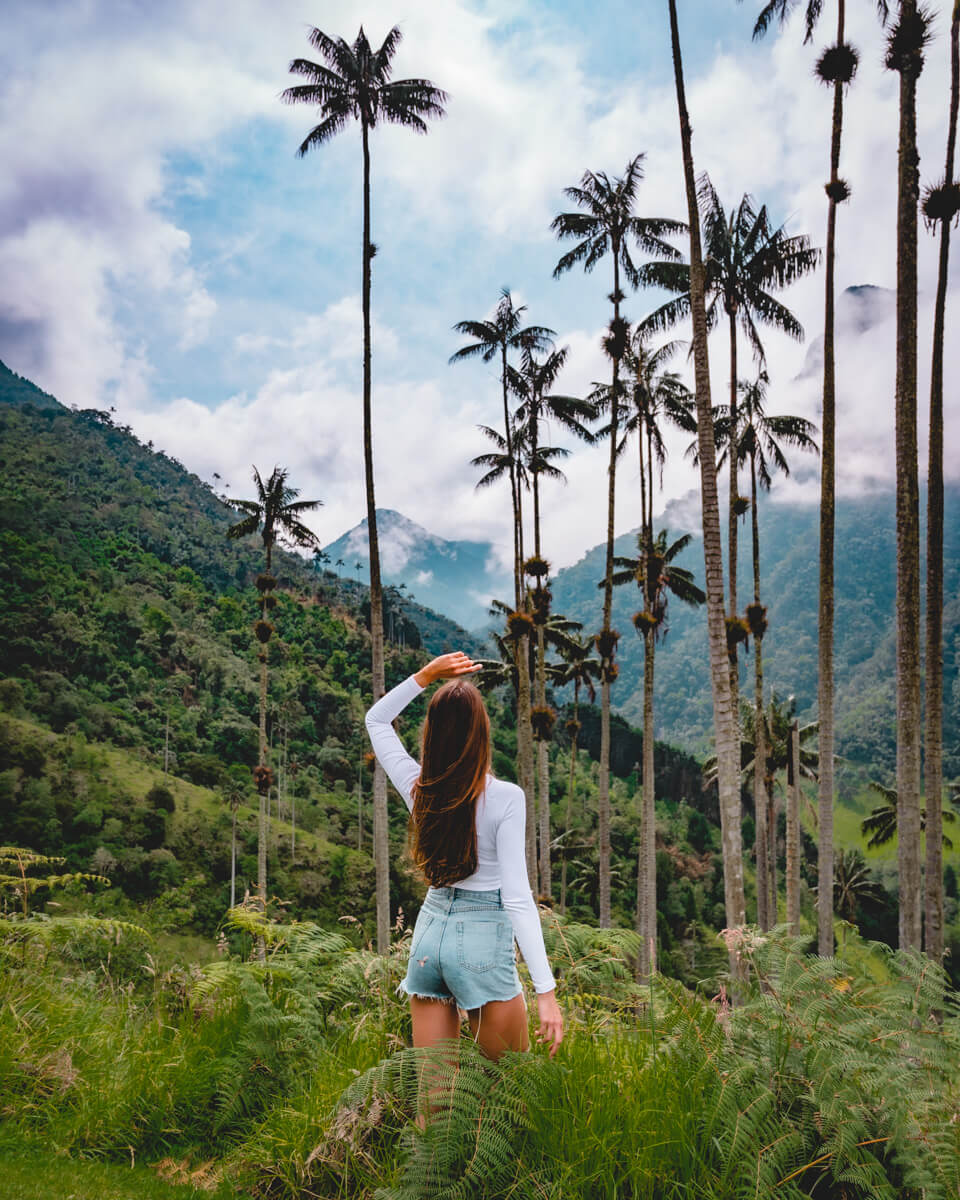 the wax palms in the Cocora Valley, a cheap holiday destination