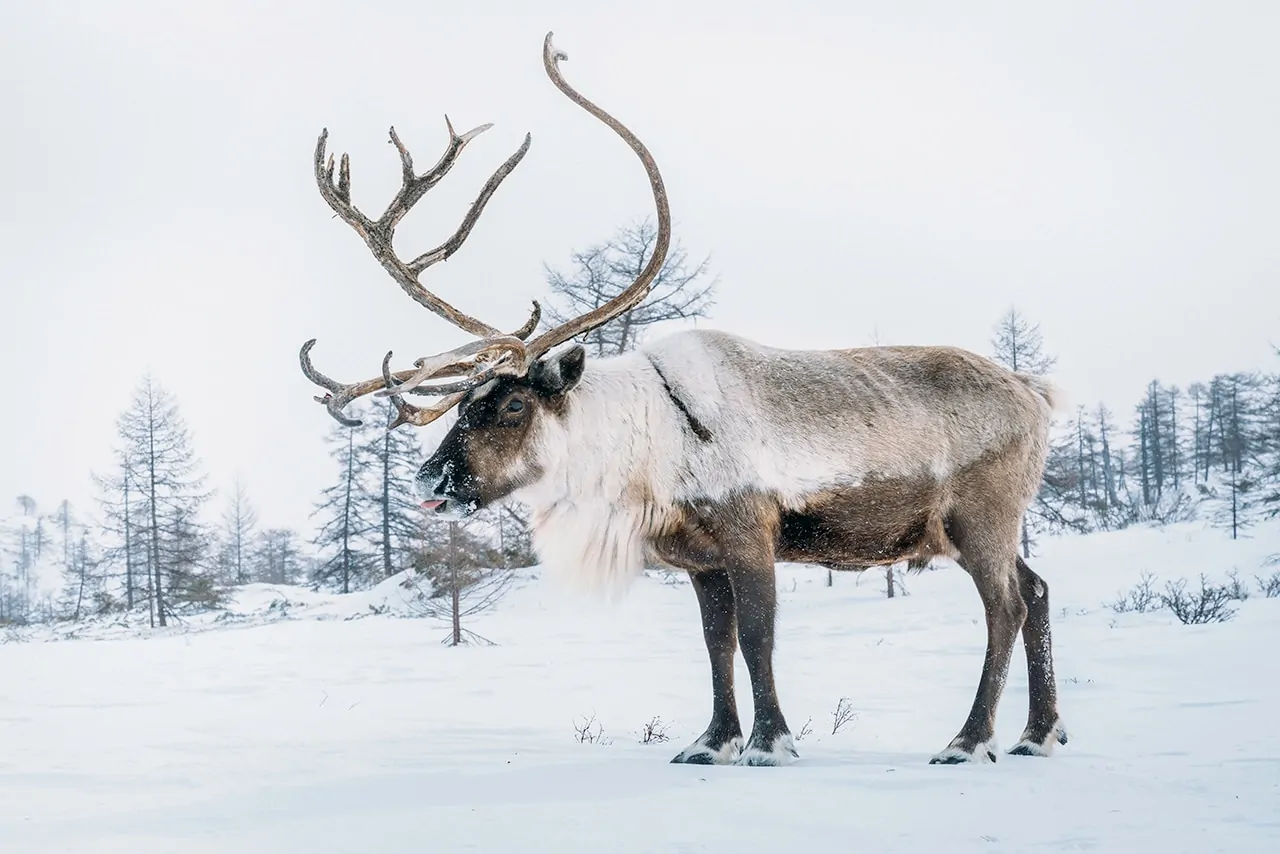 Wild Kamchatka – Visiting Russia’s Nomadic Herders